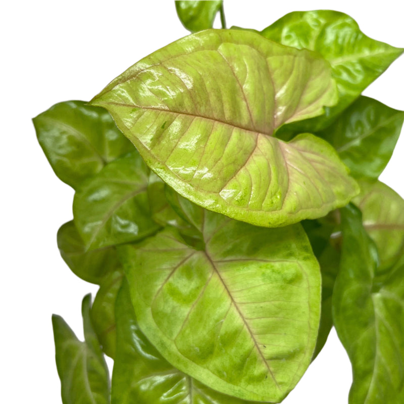 Close up of Syngonium 'Cream Allusion' | Elegant and Easy-Care Arrowhead Plant