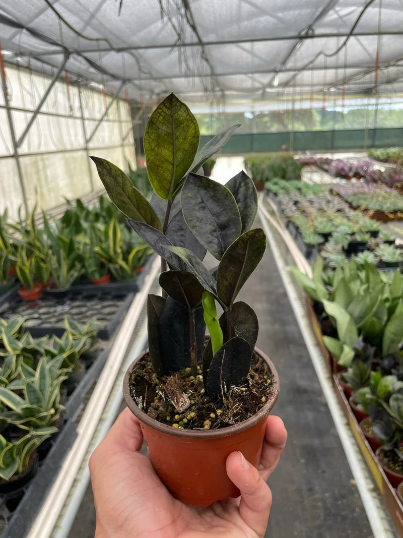 Black ZZ Plant in pot