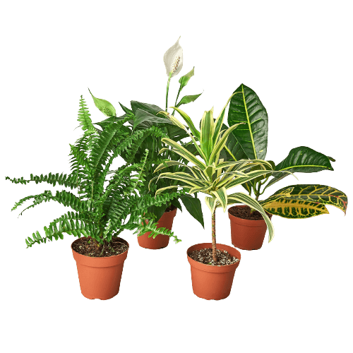 Air Purifying Variety Bundle | Clean Air Plants