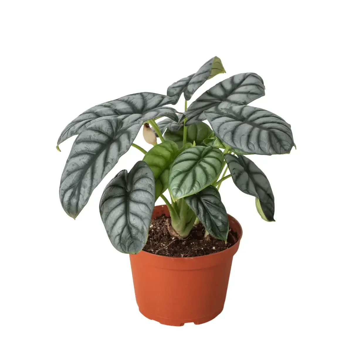 Alocasia Silver Dragon | Exotic and Rare Indoor Plant – All