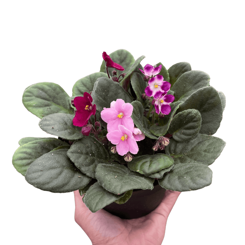 African Violet