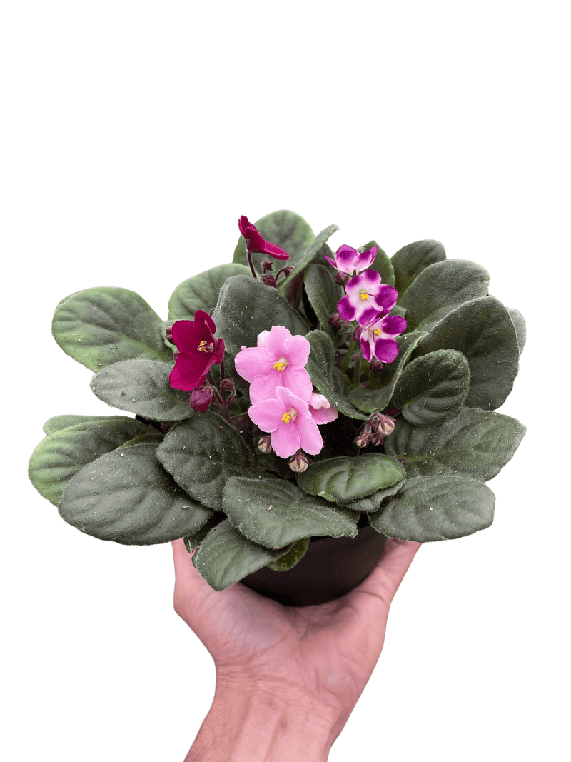 African Violet