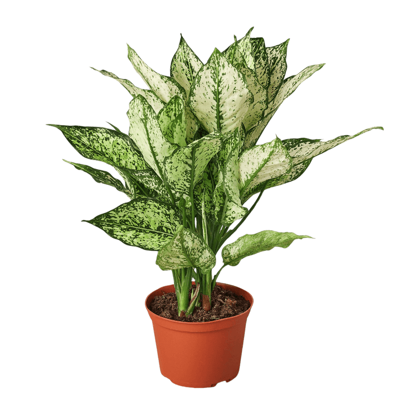 chinese evergreen first diamond plan in a pot