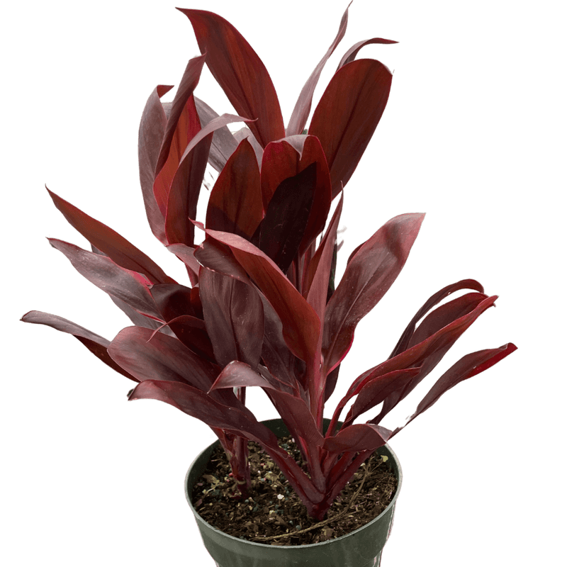 Cordyline Calypso Queen
