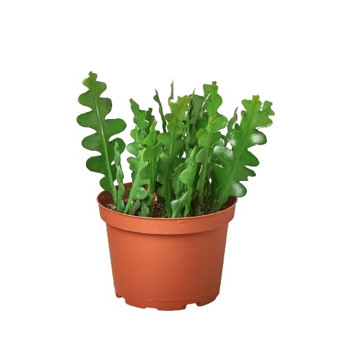 fishbone succulent Rare Fishbone Cactus - Ric Rac Cactus