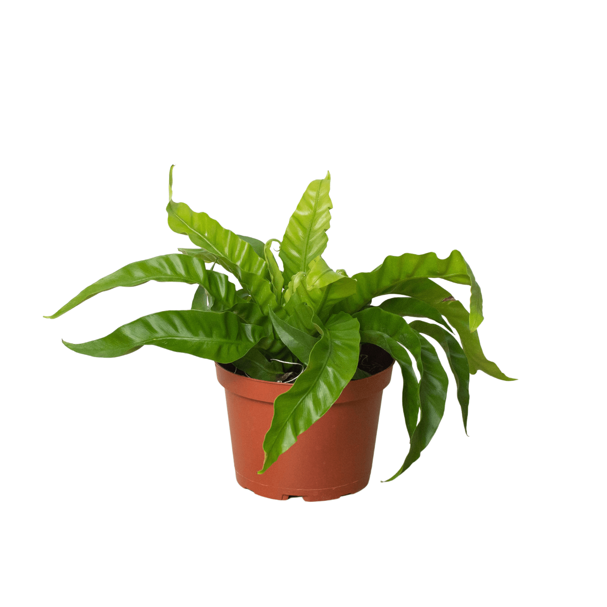 austral gem bird's nest fern Bird's Nest 'Hurricane' Fern (Asplenium)