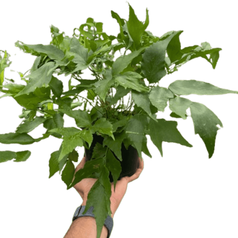 Fern 'Holly' | Elegant, Low-Maintenance Indoor Plant