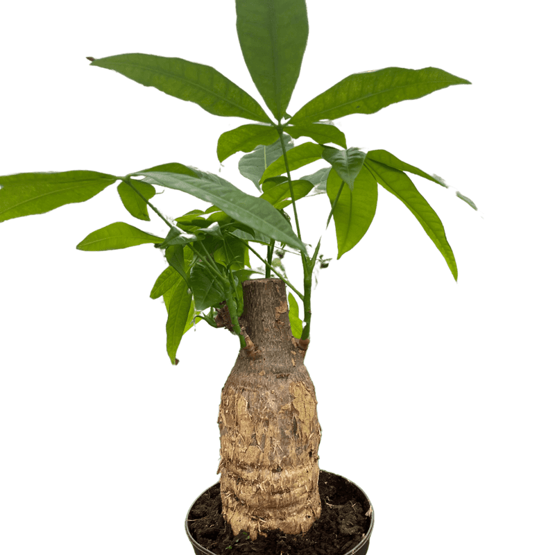 Money Tree