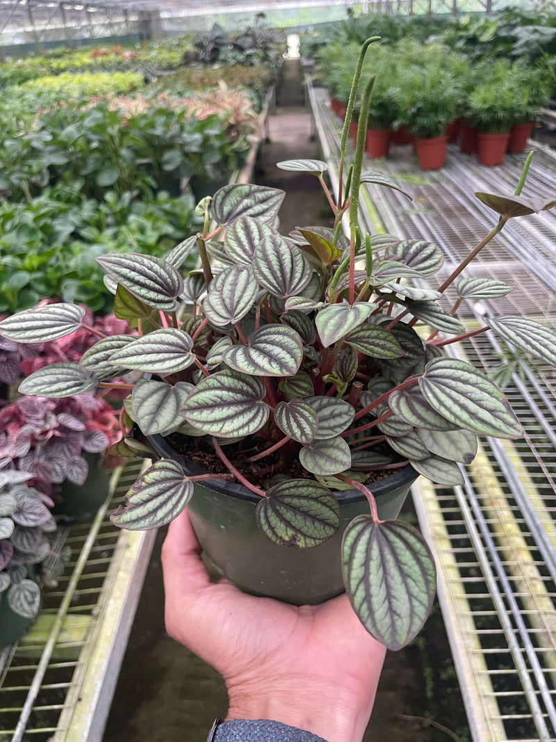 Peperomia Piccolo Banda