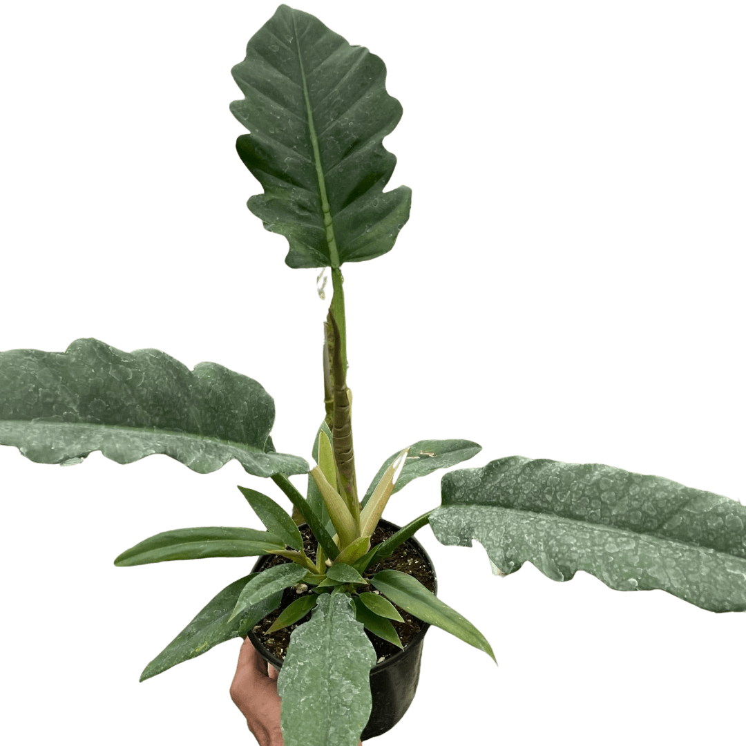 urban jungle philodendron Philodendron 'Jungle Boogie'
