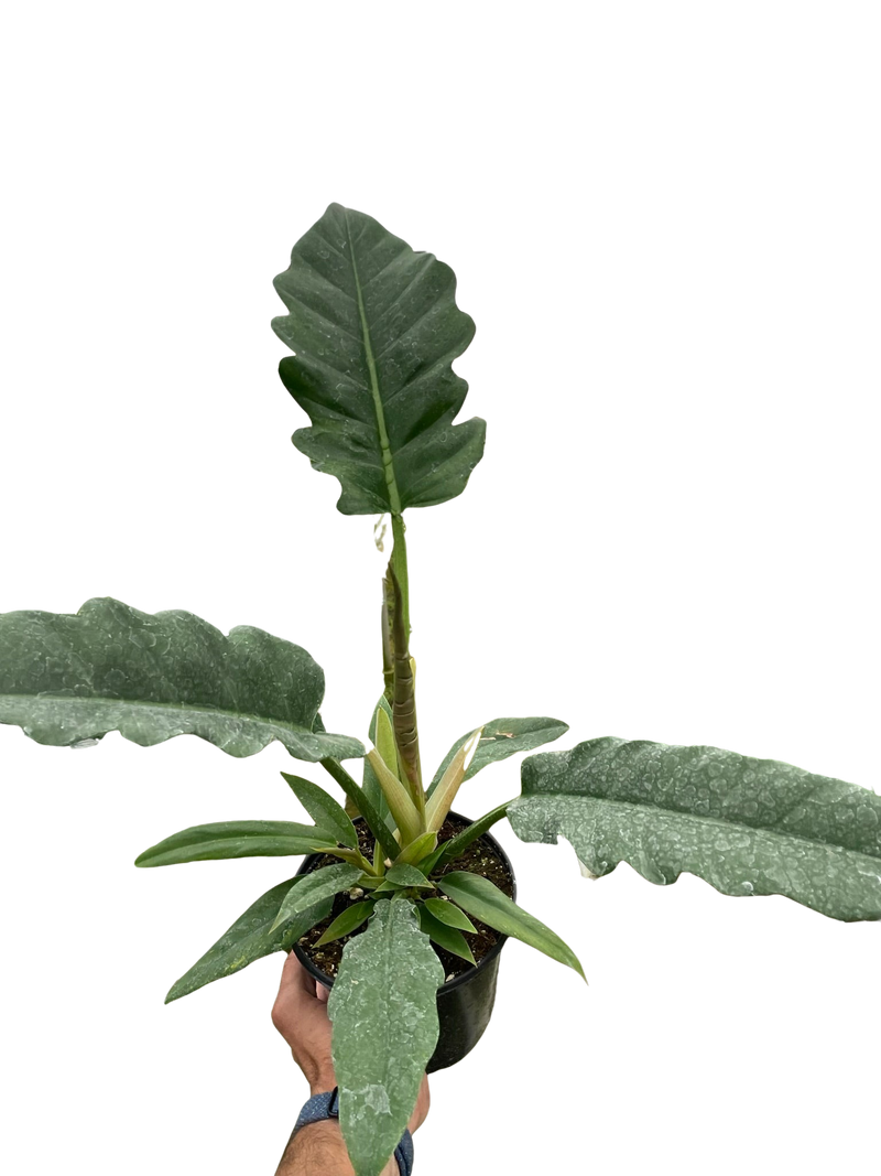 Philodendron Jungle Boogie 6inch Pot
| Indoor Plant | All About Planties