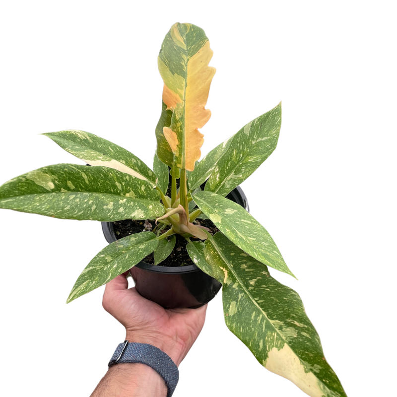Filodendron Anillo de fuego