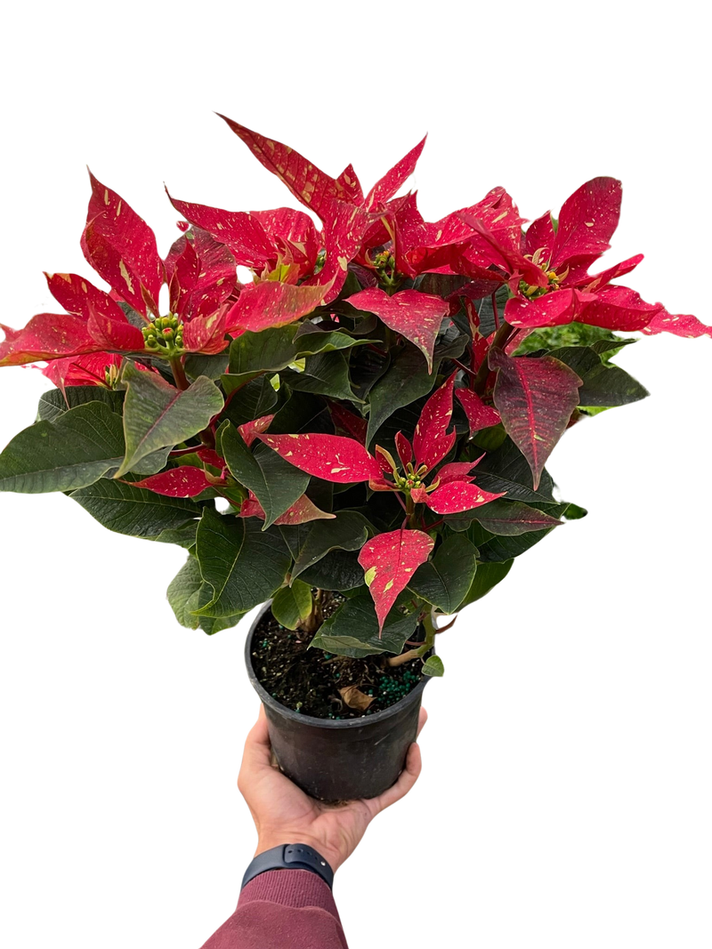 Poinsettia roja con purpurina
