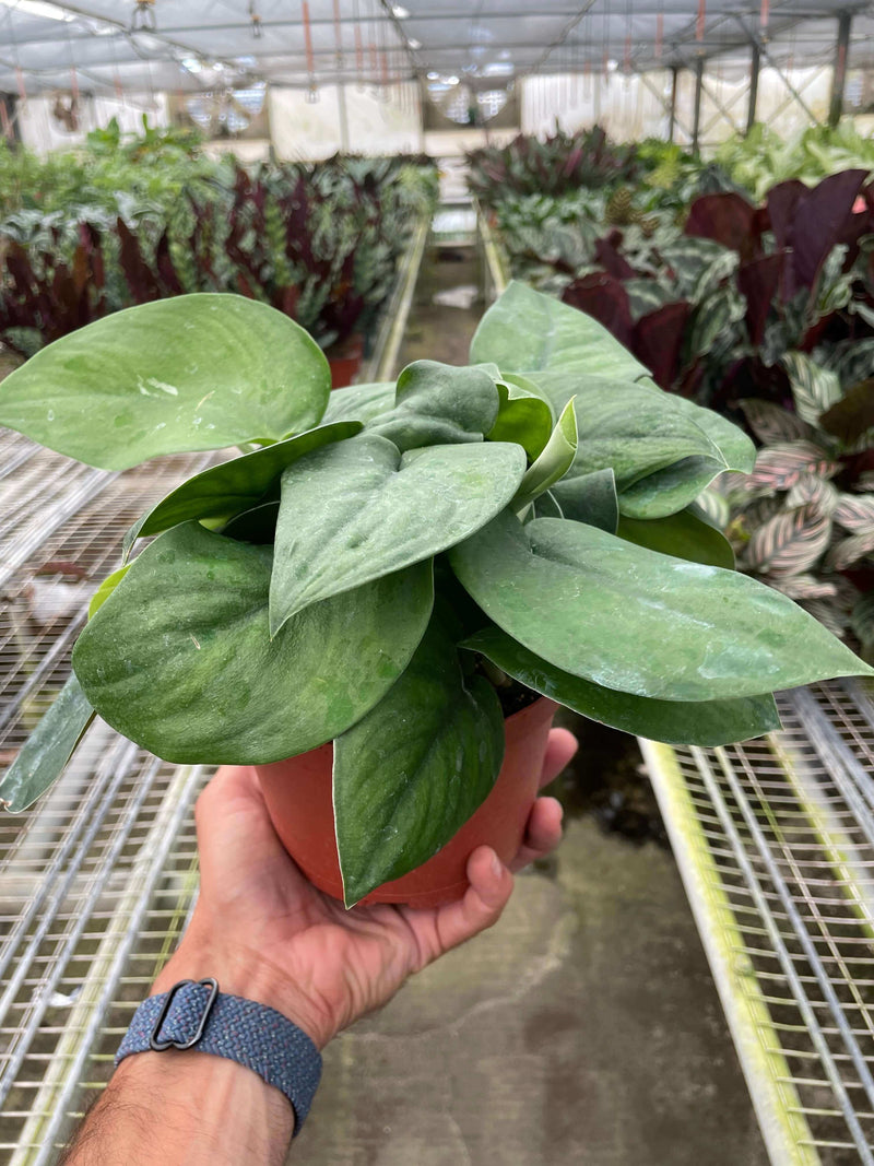 Hand holding a healthy Pothos Jade Satin plant with velvety green leaves in a nursery setting.