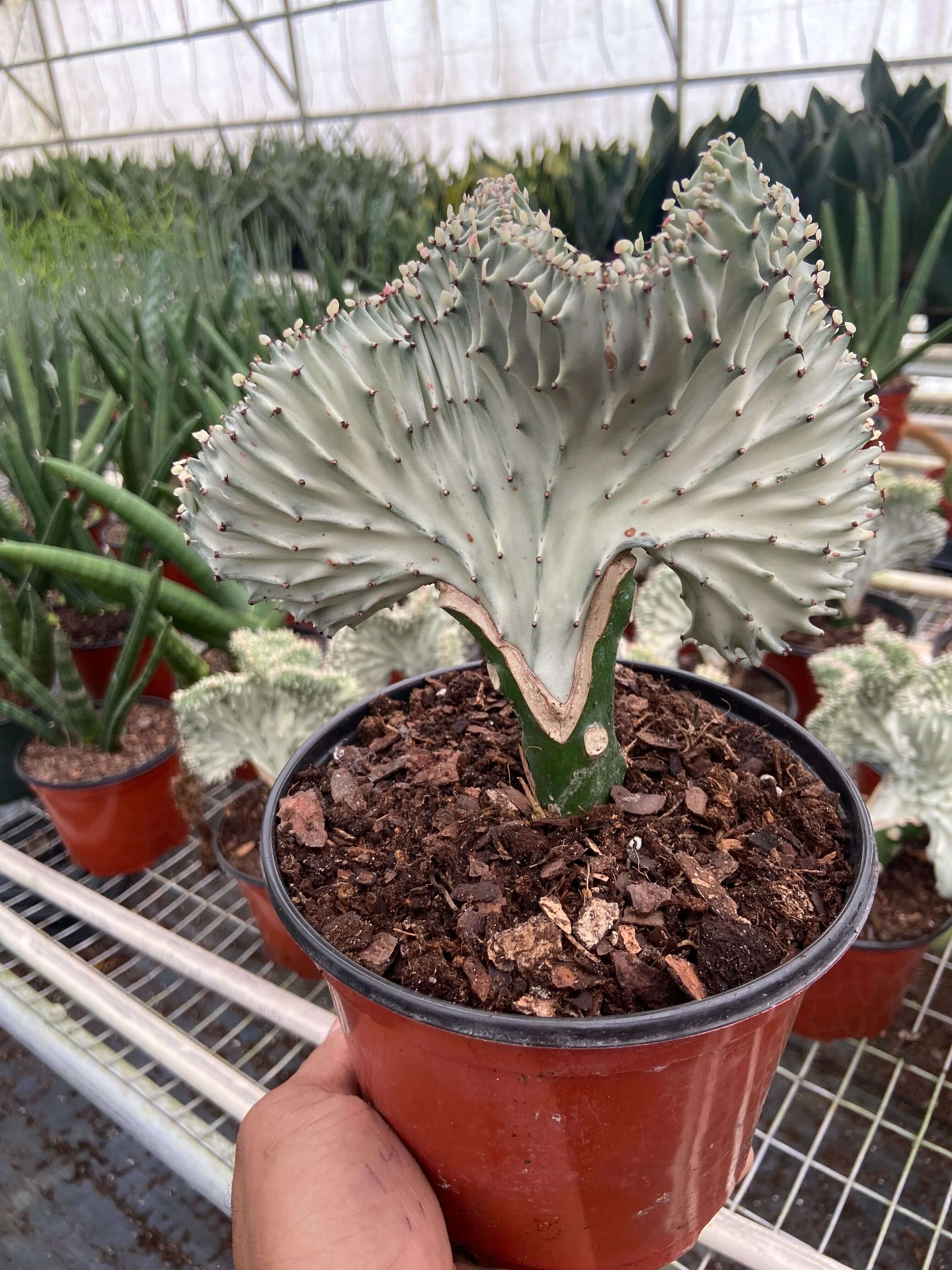 white ghost succulent Euphorbia lactea 'White Ghost'