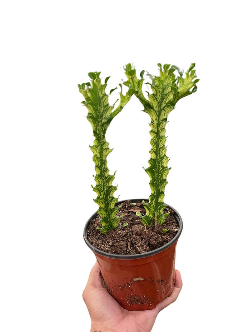 Euphorbia 'Crema de menta'