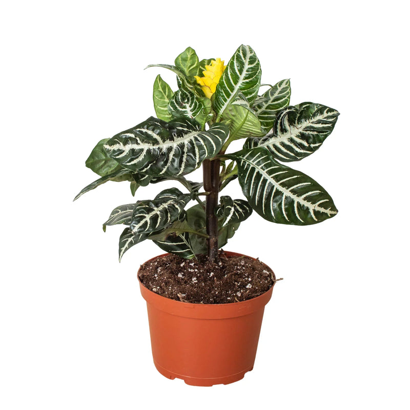 Planta cebra