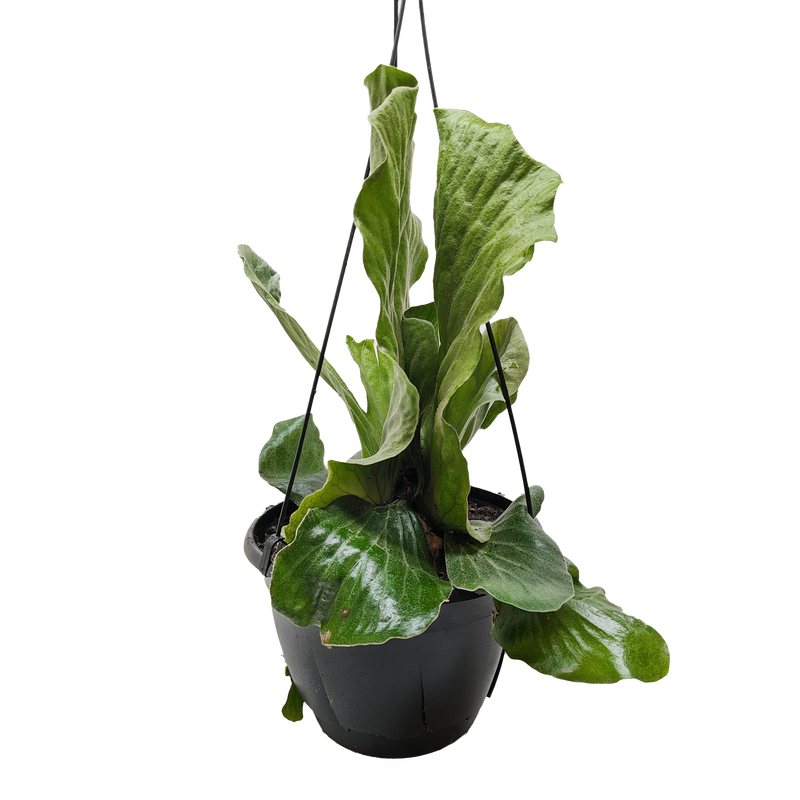 Hanging potted plant with large green leaves on a white background