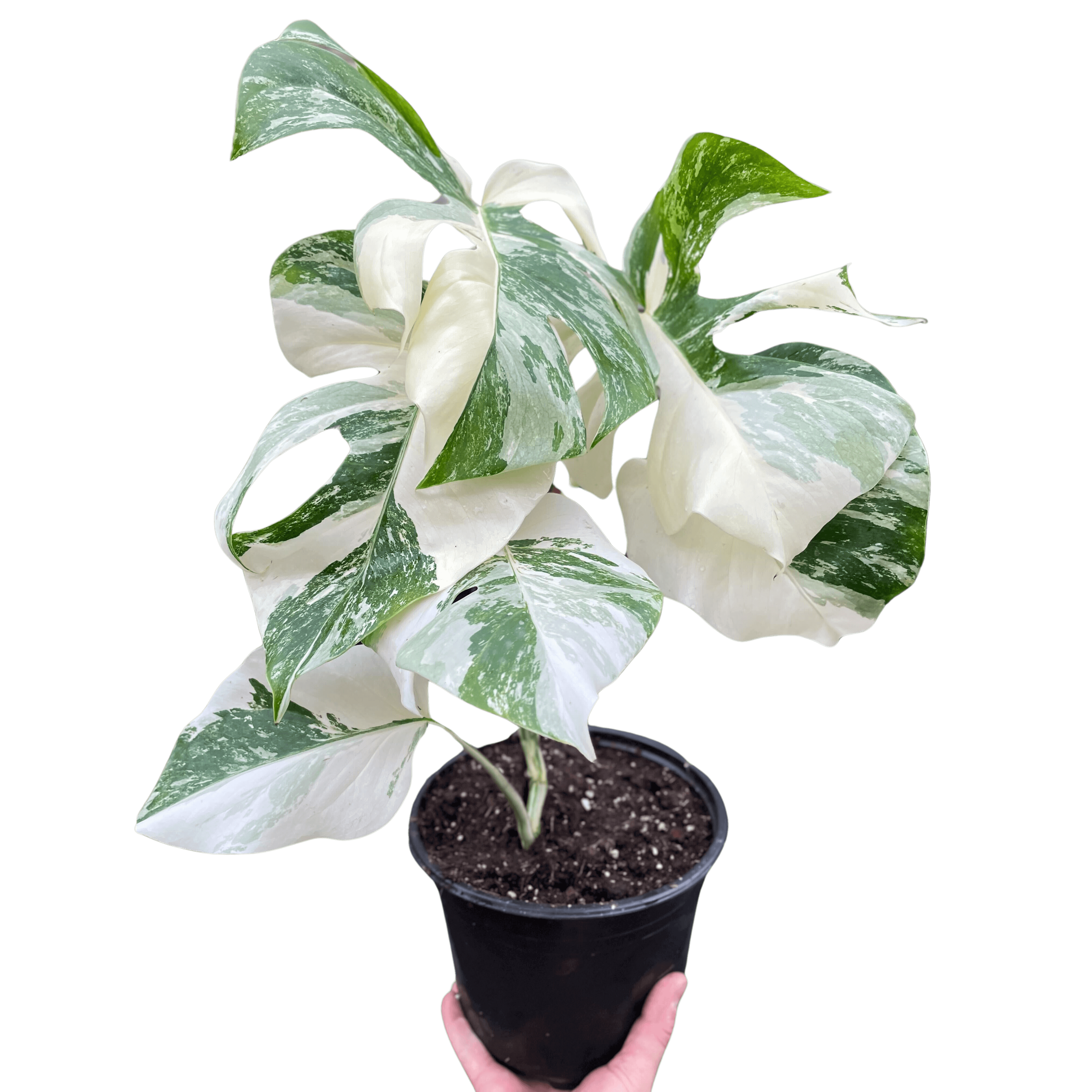Monstera 'Albo Borsigiana Variegated' | Rare & Stunning Aroid Monstera 'Albo Borsigiana Variegated' | Rare & Stunning Aroid