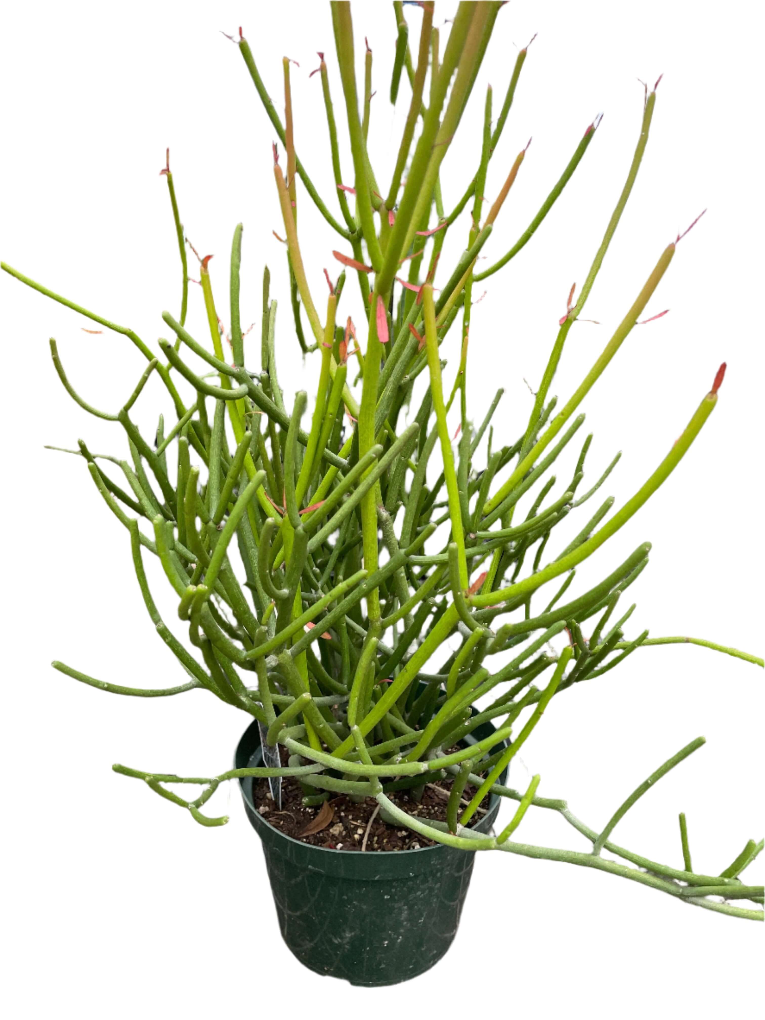 cactus pencil pull Euphorbia 'Pencil Cactus'