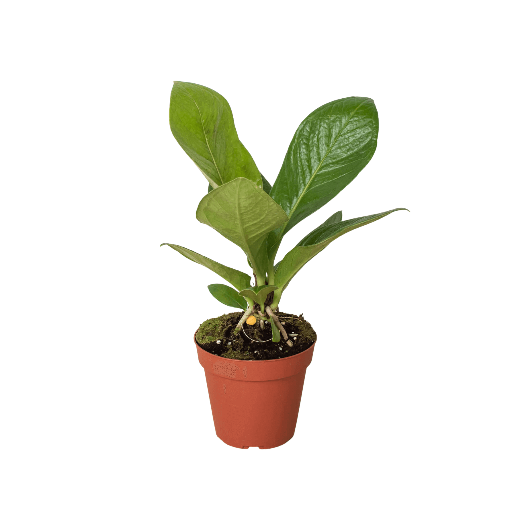 Anthurium 'Cobra' - Rare Tropical Collector Aroid