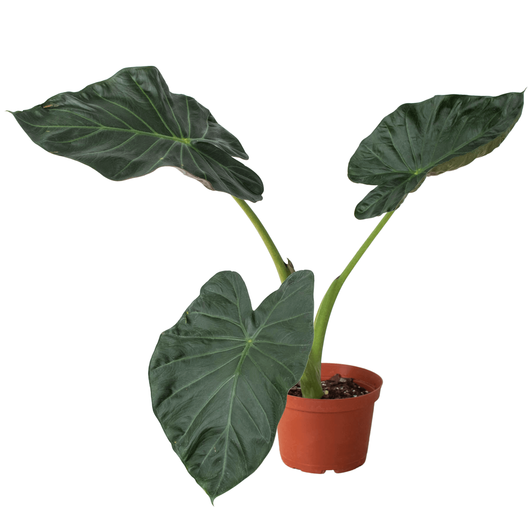 philodendron regal shield Alocasia 'Regal Shield'