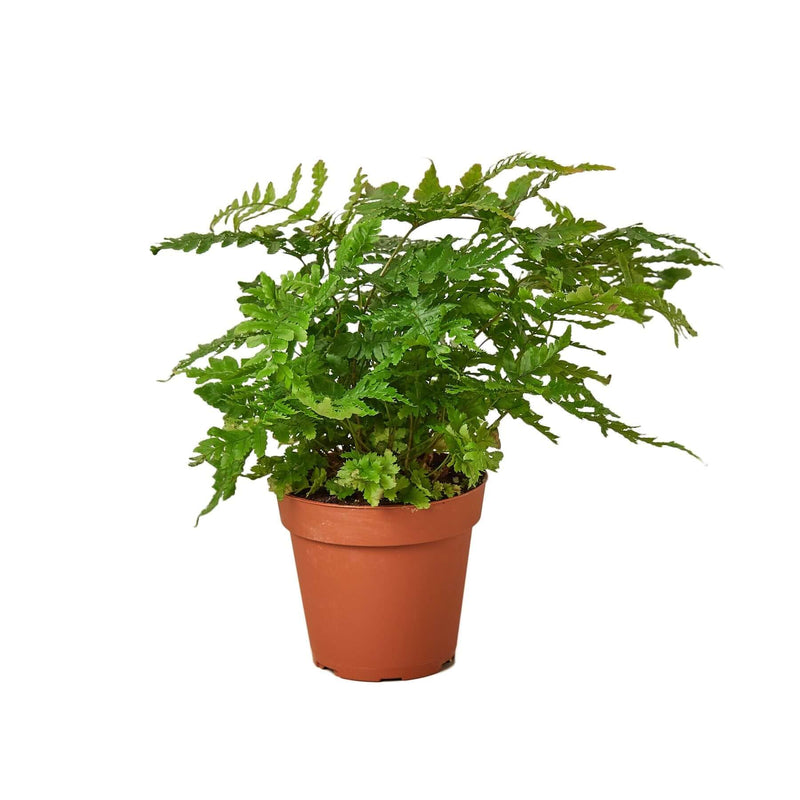 Autumn Fern potted in terra cotta pot | All About Planties