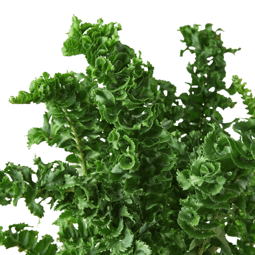 Close-up Bird's Nest Fern Emina