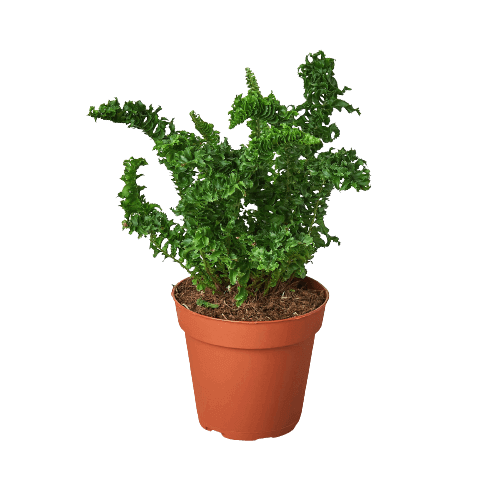 bird safe plants indoor Bird's Nest Fern 'Emina'