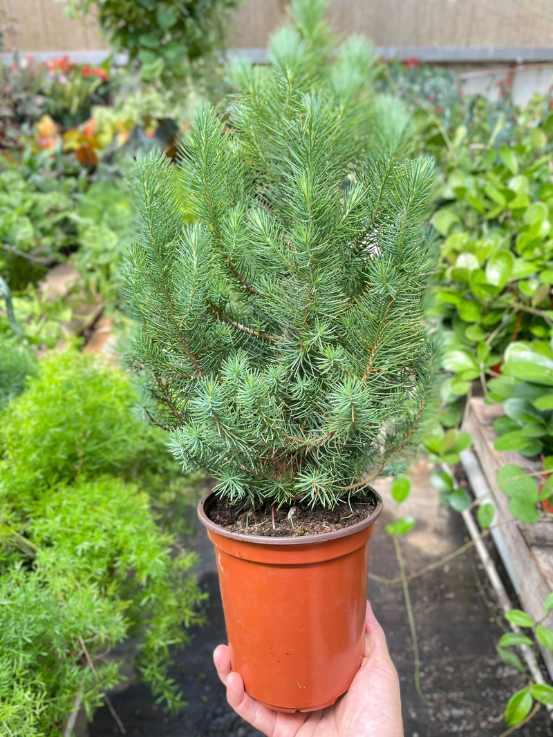 Blue Pine Tree 6inch| Elegant Indoor Evergreen | All About Planties