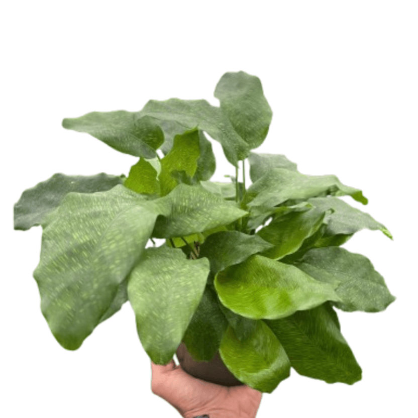 Mosaic Calathea (Calathea musaica) Foliage Live Houseplant 4
