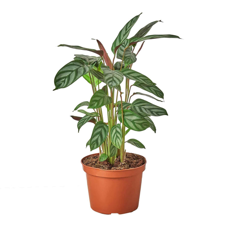Calathea Grey Star indoor plant 6inch pot