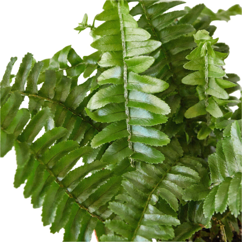 Close up of Jester's Crown Fern | Elegant & Air-Purifying Fern | All About Planties