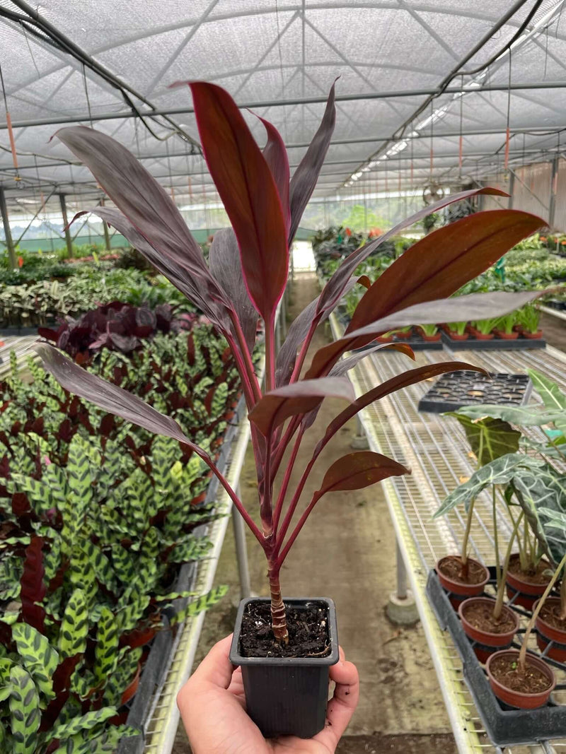 Cordyline Calypso Queen 3inch pot