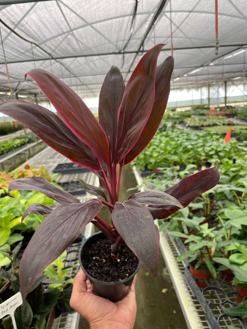 Cordyline Calypso Queen 4inch pot in nursery