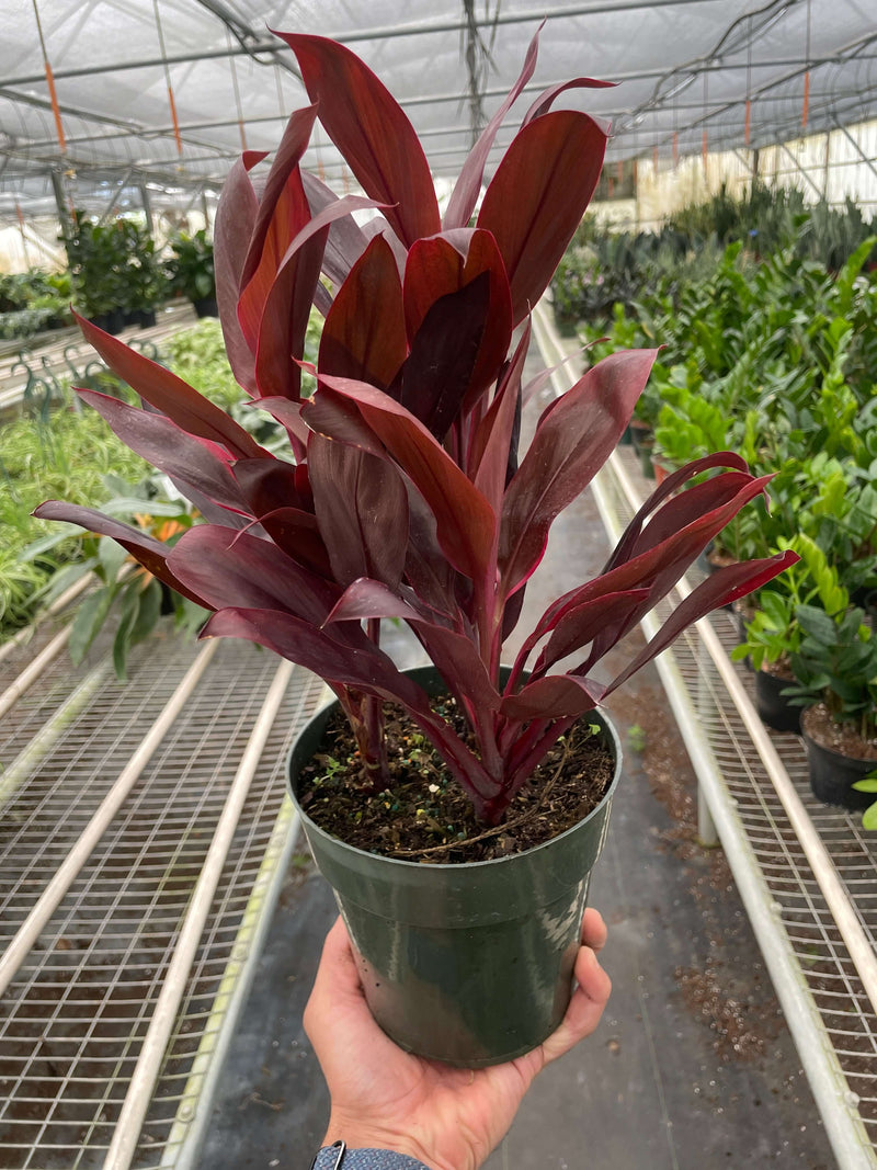 Cordyline Calypso Queen 6inch pot