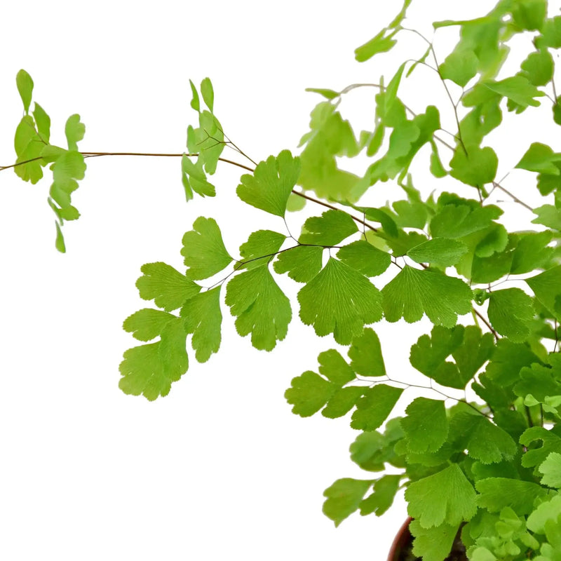 Close up of Maidenhair Fern | Indoor Plant | All About Planties