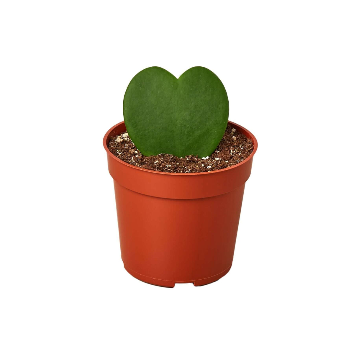 succulent heart The Snobby Leaf | Hoya Sweetheart - 4 inch Pot