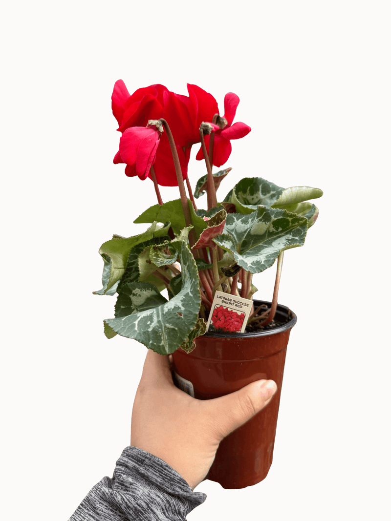 Ciclamen rojo