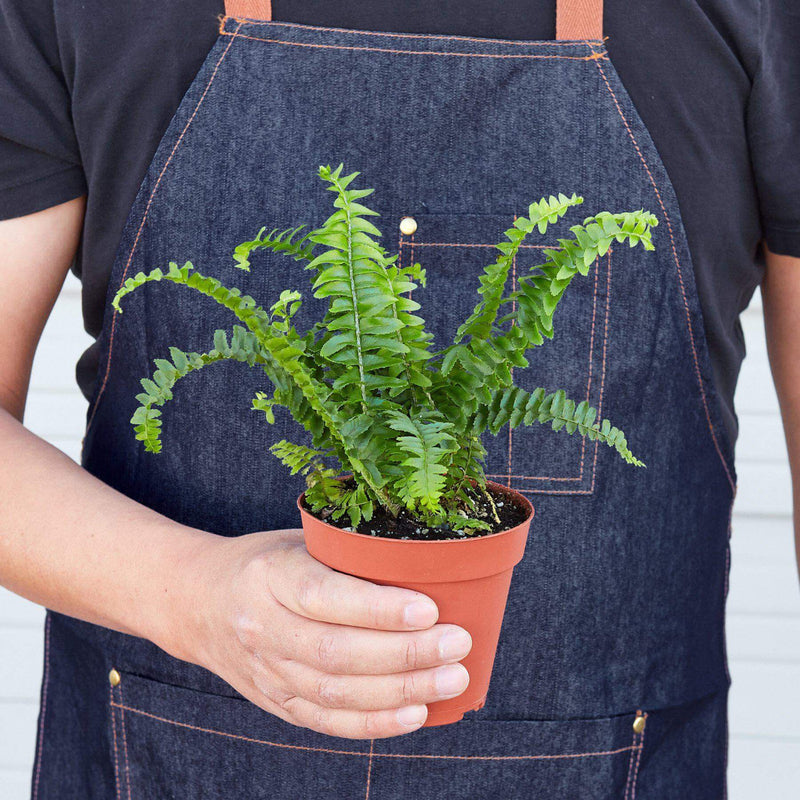 Person holding a Jester's Crown Fern | Elegant & Air-Purifying Fern | All About Planties