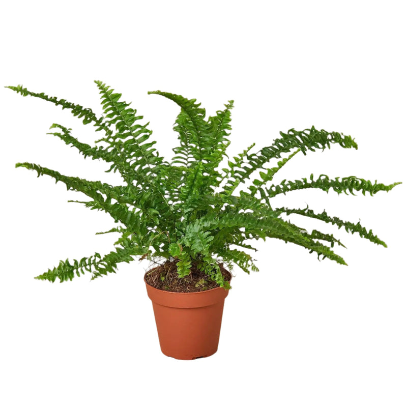 Jester's Crown Fern in nursery Pot 6inch | Elegant & Air-Purifying Fern