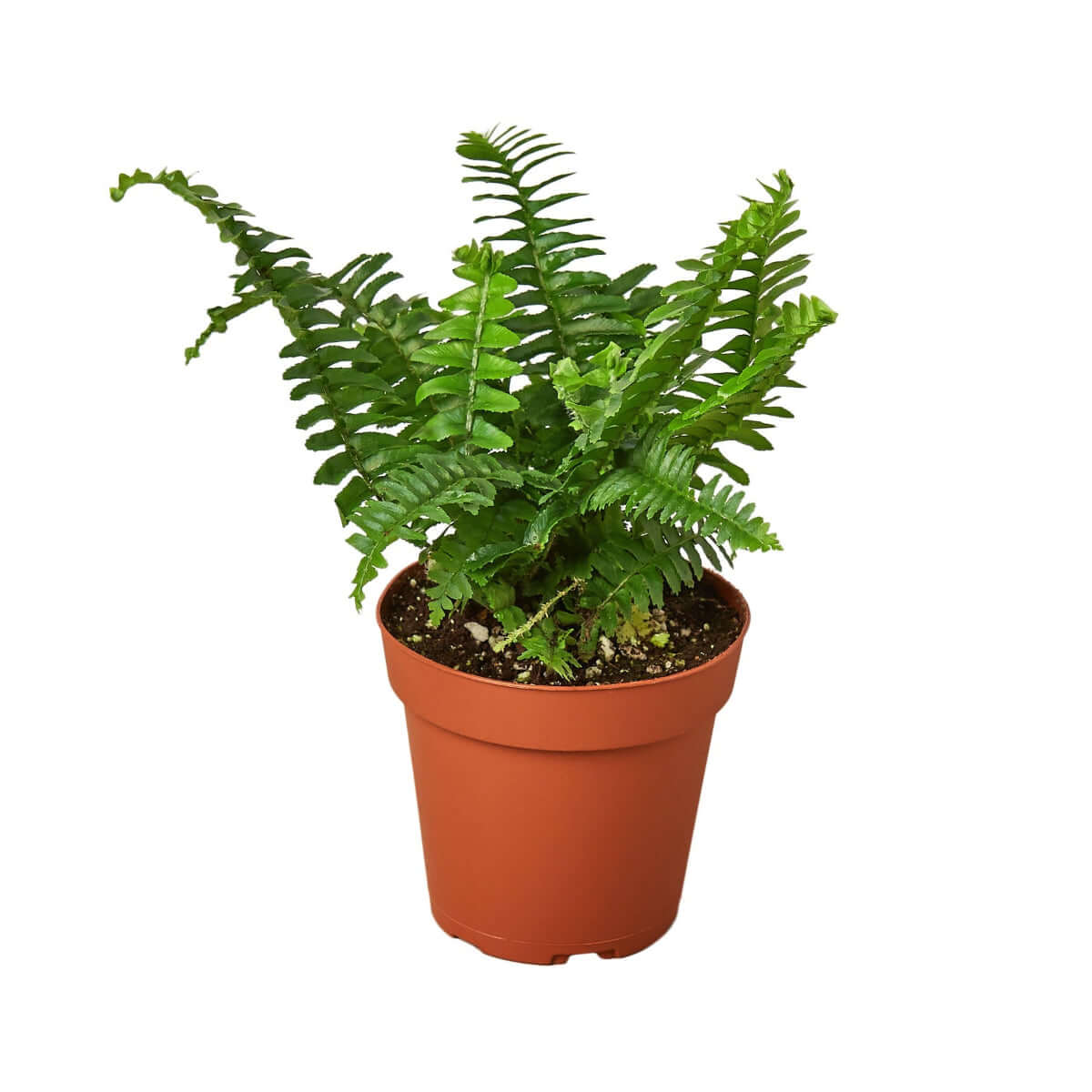 pot for fern plant Jester's Crown Fern