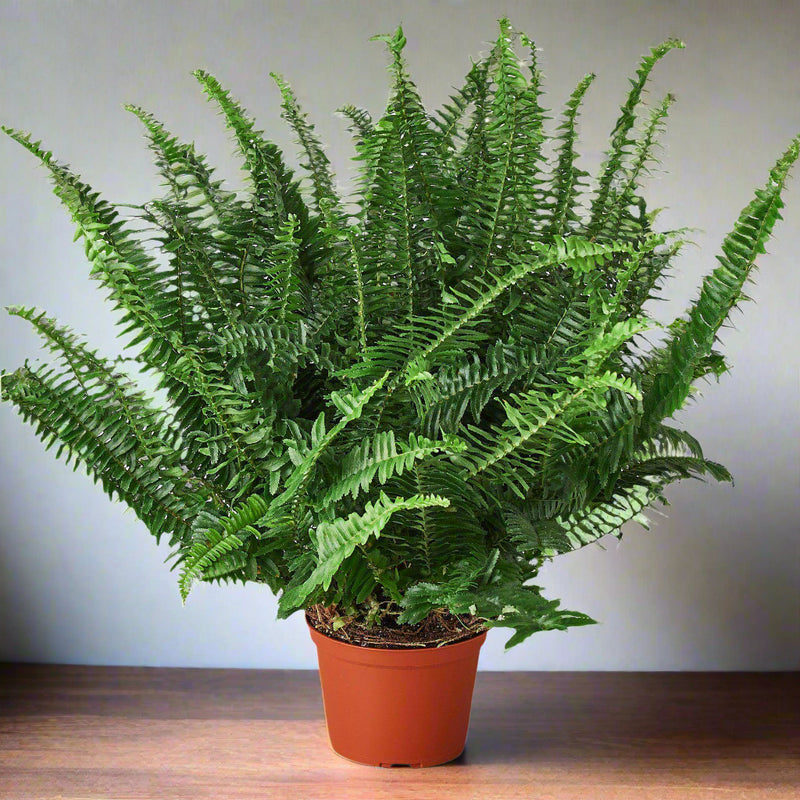 Elegant Jester's Crown Fern in wood table| Elegant & Air-Purifying Fern | All About Planties