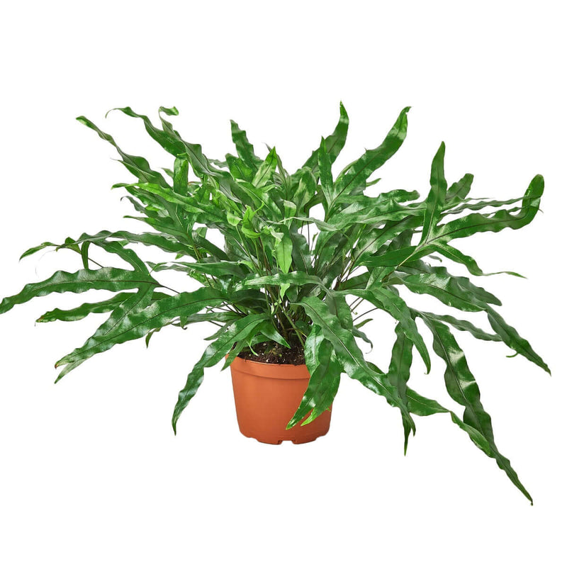 Kangaroo Paw Fern | Hardy & Unique Houseplant – All About Planties