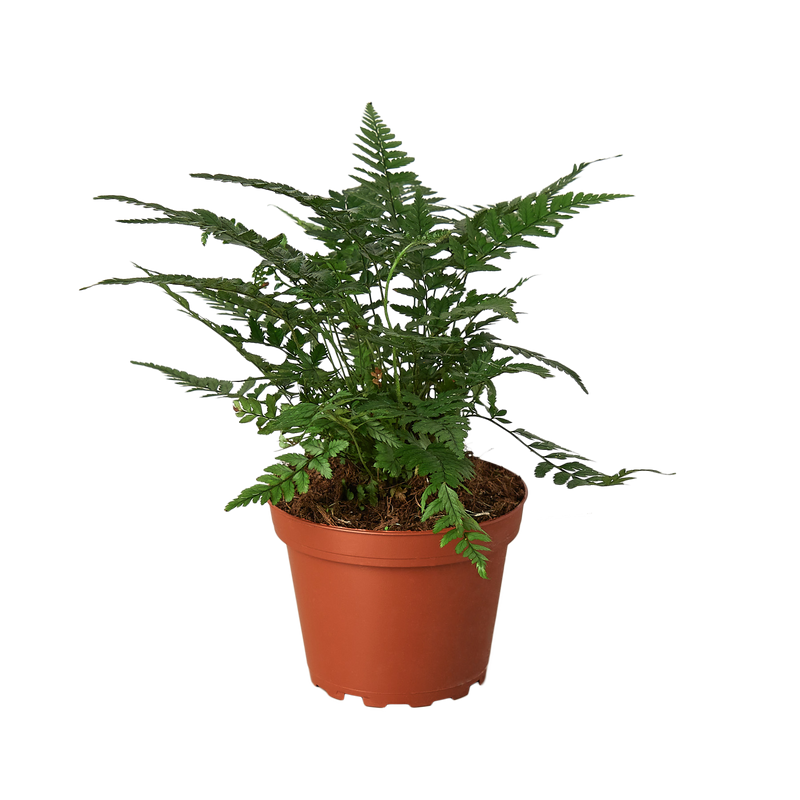 Korean Rock Fern potted in Terra cotta pot