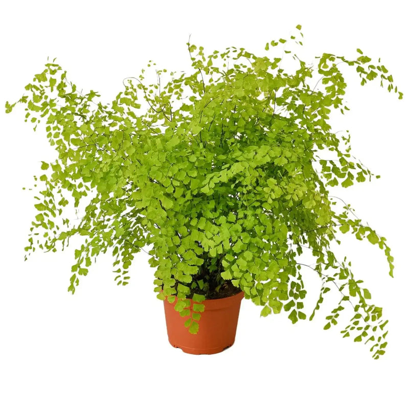 Maidenhair Fern in 6inch pot | Indoor Plant | All About Planties