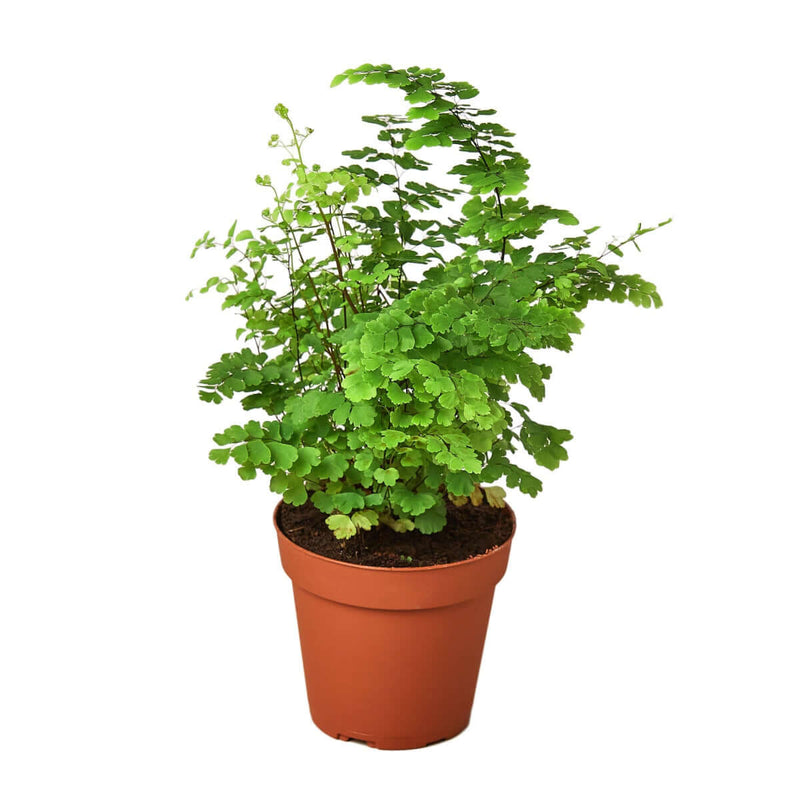 Maidenhair Fern | Indoor Plant | All About Planties