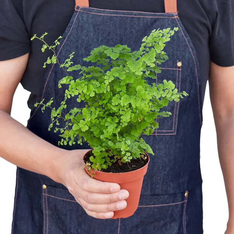 Person holding a Maidenhair Fern | Indoor Plant | All About Planties