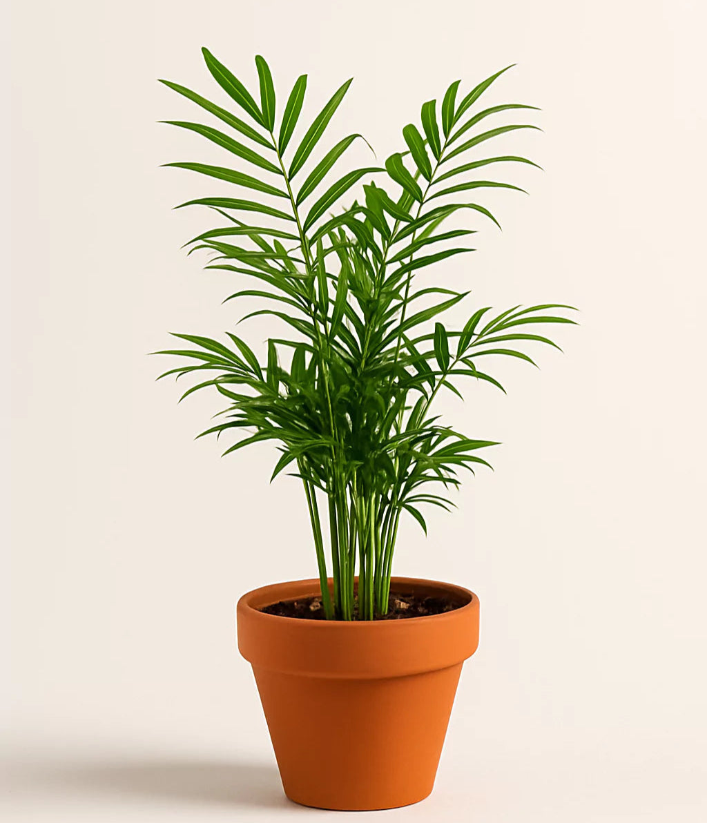 Parlor Palm Potted | Indoor Easy Care Plant | All About Planties