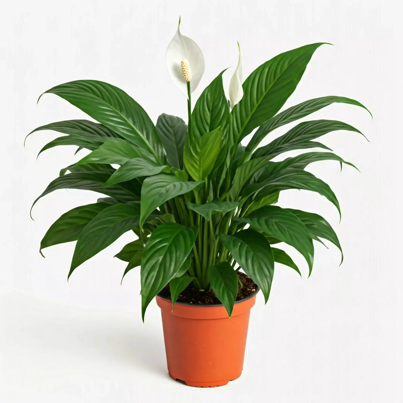 Peace Lily | Indoor Plant | All About Planties